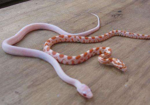 周公解梦，梦见小蛇咬人后来有出现一条，寓意何在？